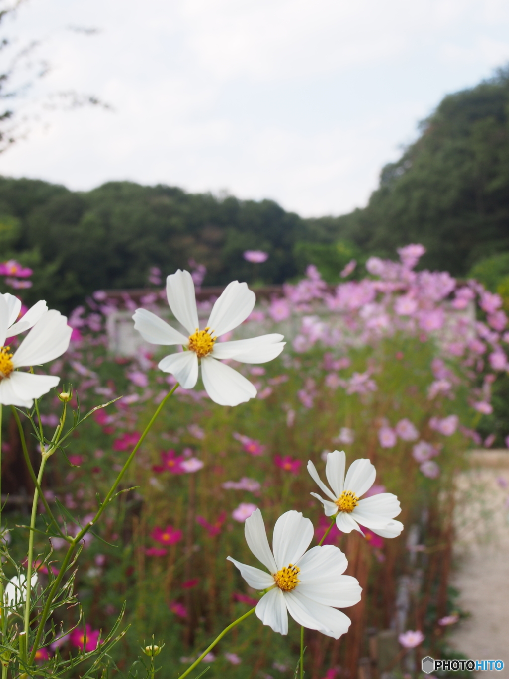 秋桜