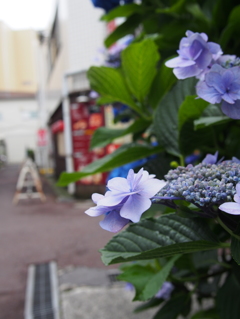 紫陽花とレトロ