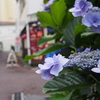 紫陽花とレトロ