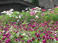 ディズニーシーの花