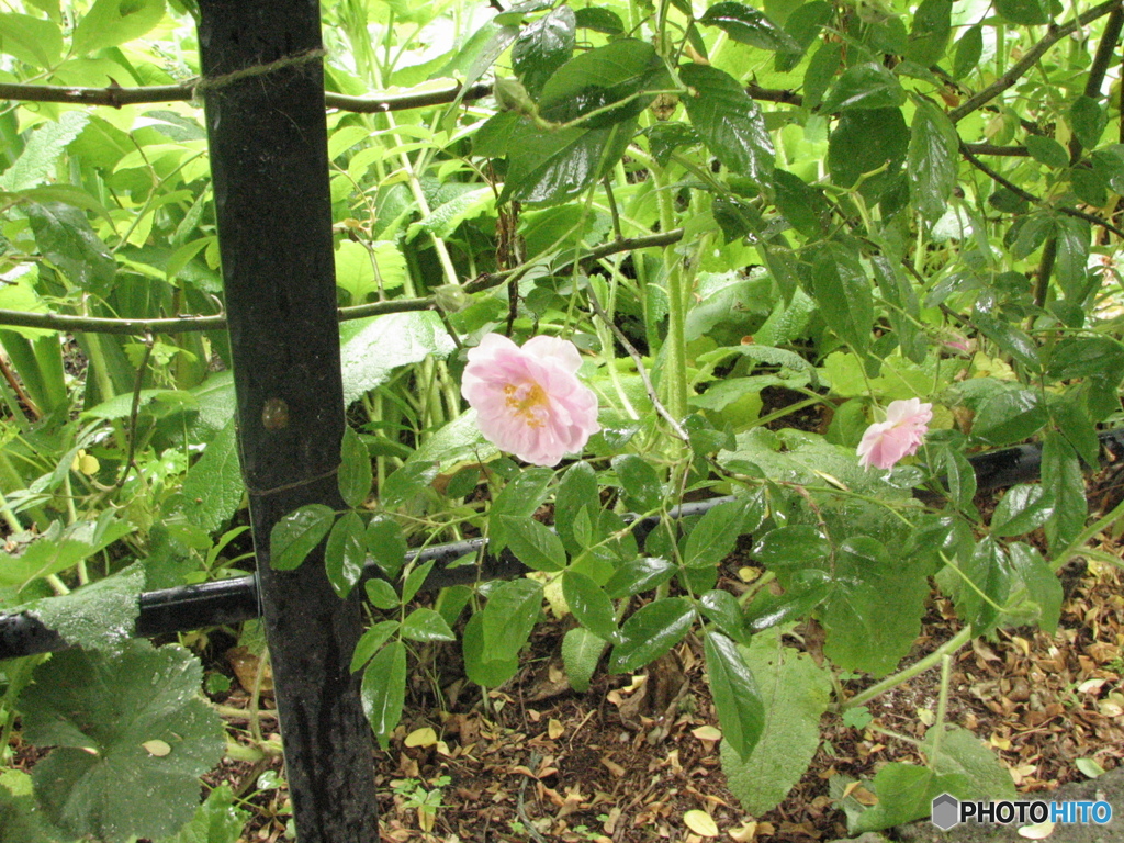 蓼科高原バラクライングリッシュガーデン