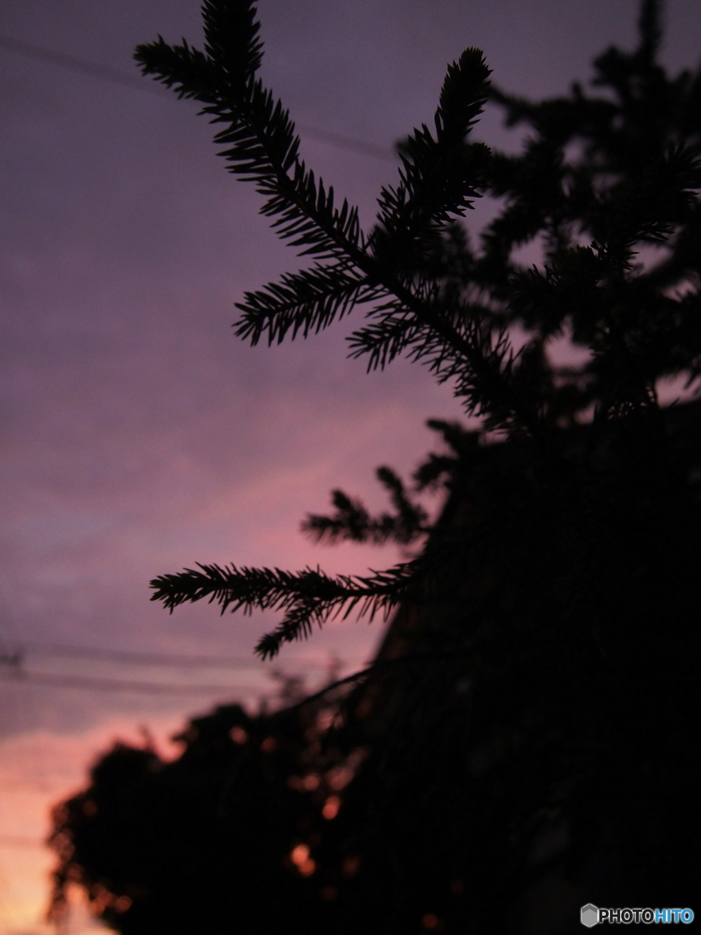 夕焼けツリー〜月曜日の夕焼け〜
