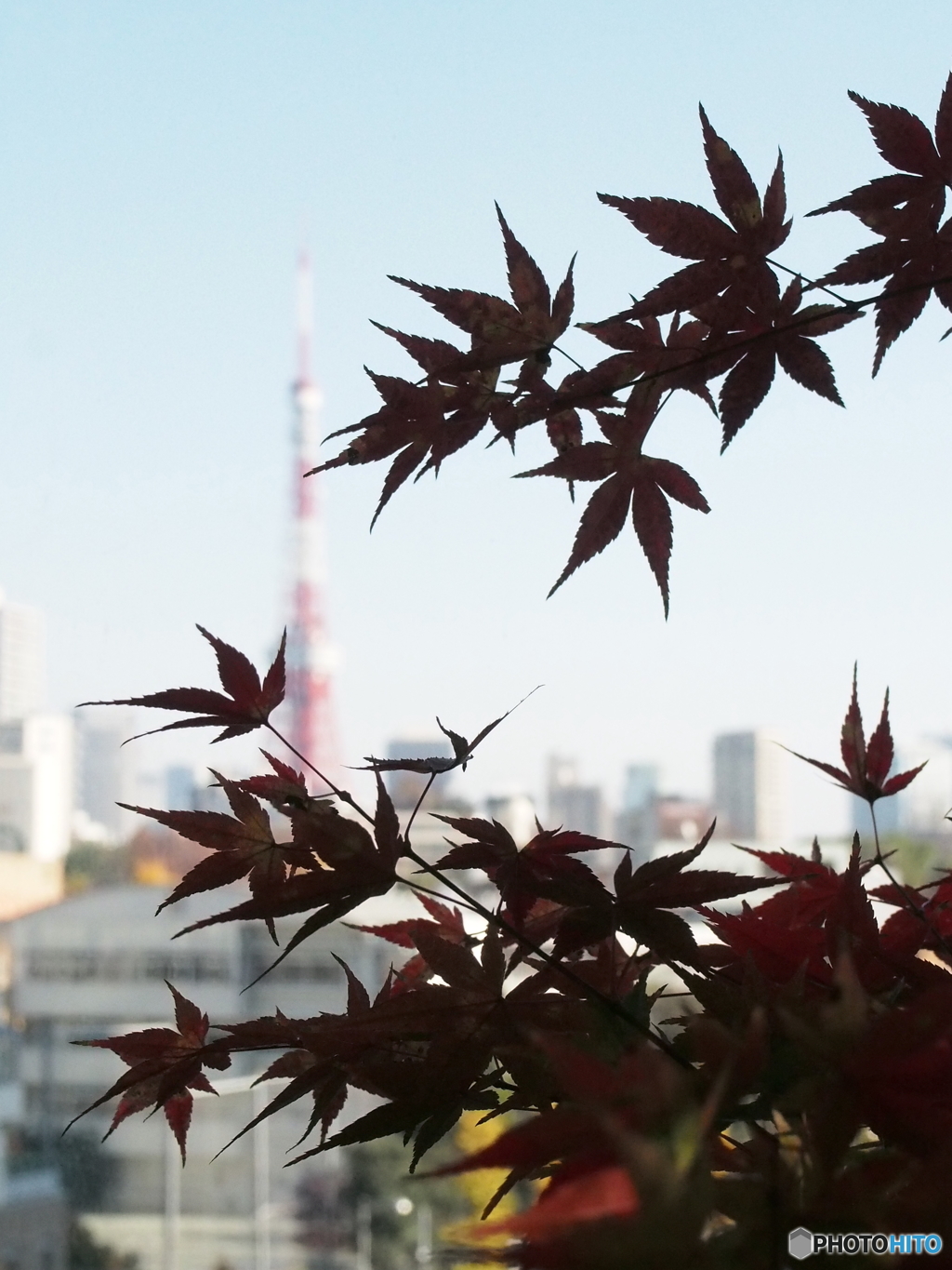 紅葉と東京タワー