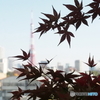 紅葉と東京タワー