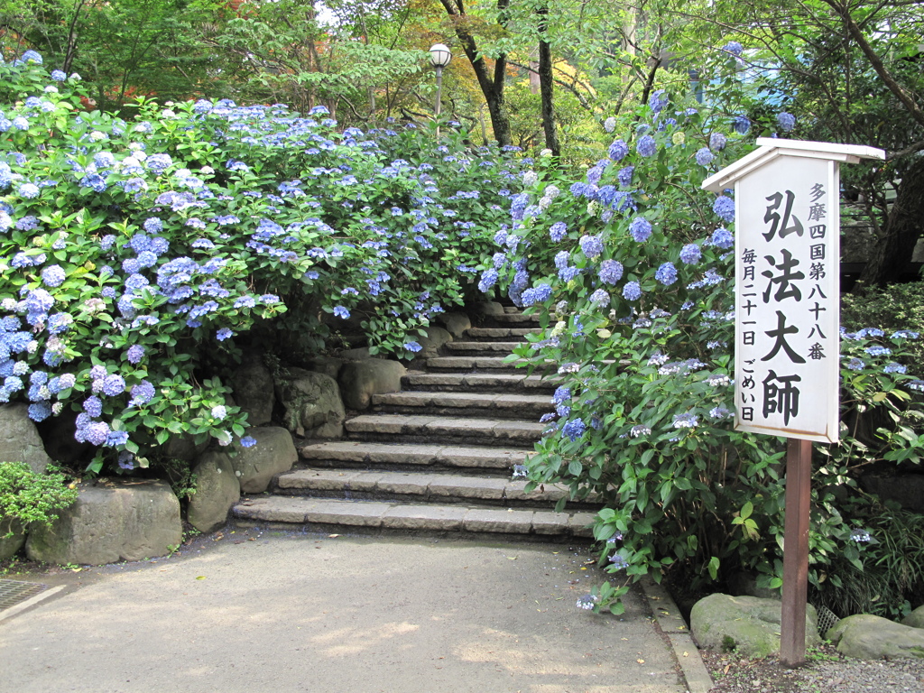 あじさいまつり'10