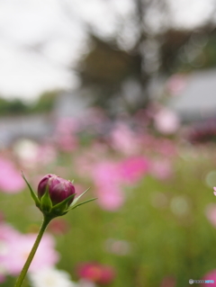 昭和記念公園の秋桜