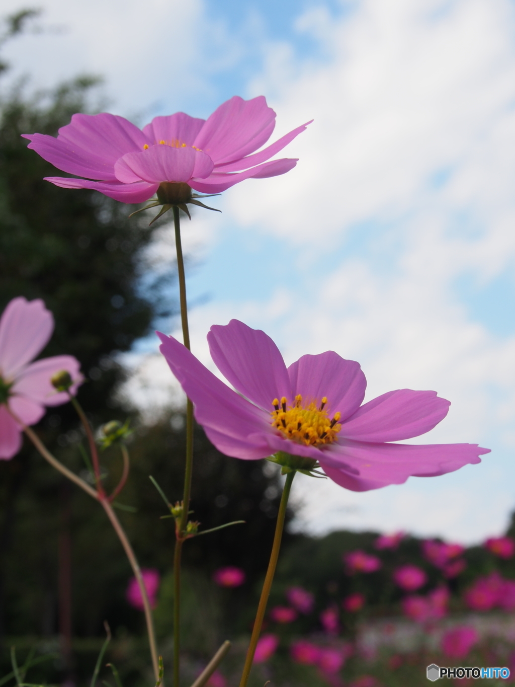 秋桜