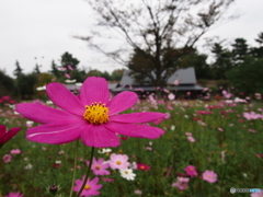 昭和記念公園の秋桜