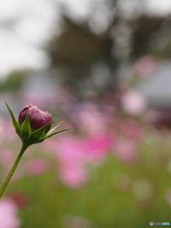 昭和記念公園の秋桜