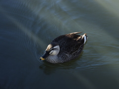 狭山池公園