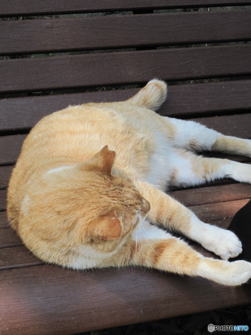 智光山の猫