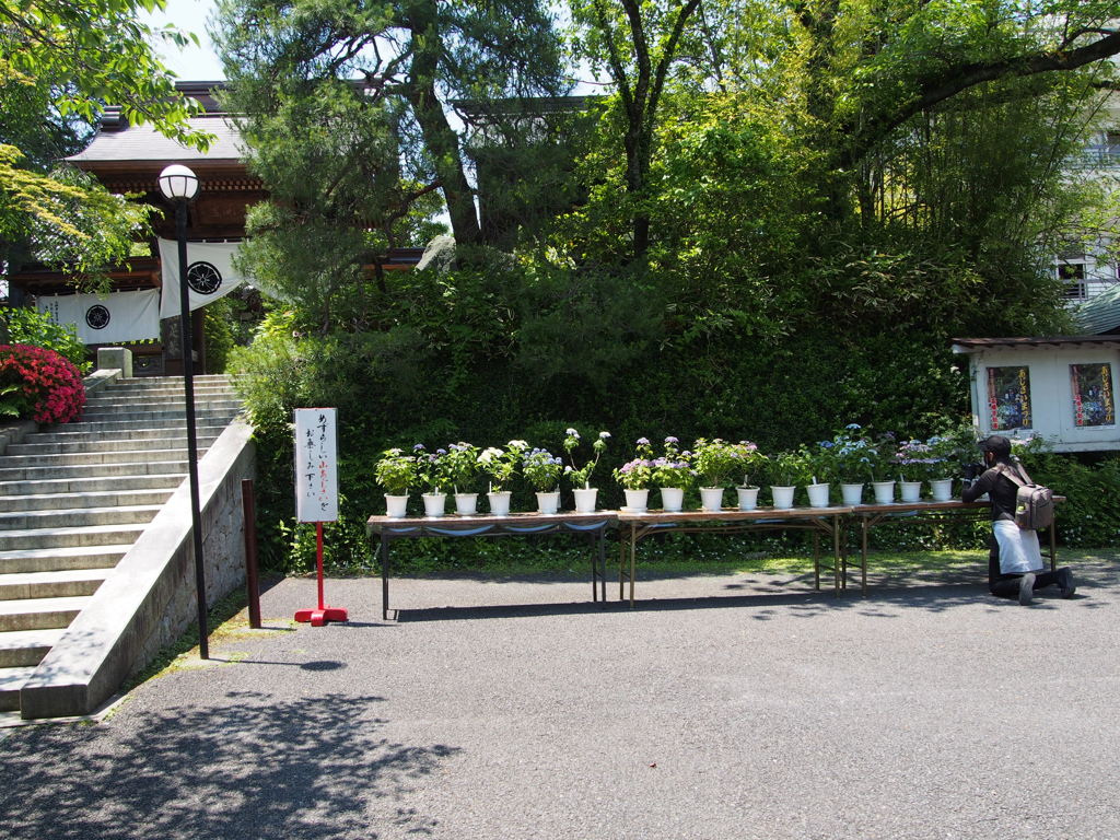 高幡不動尊'15