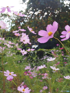 秋桜