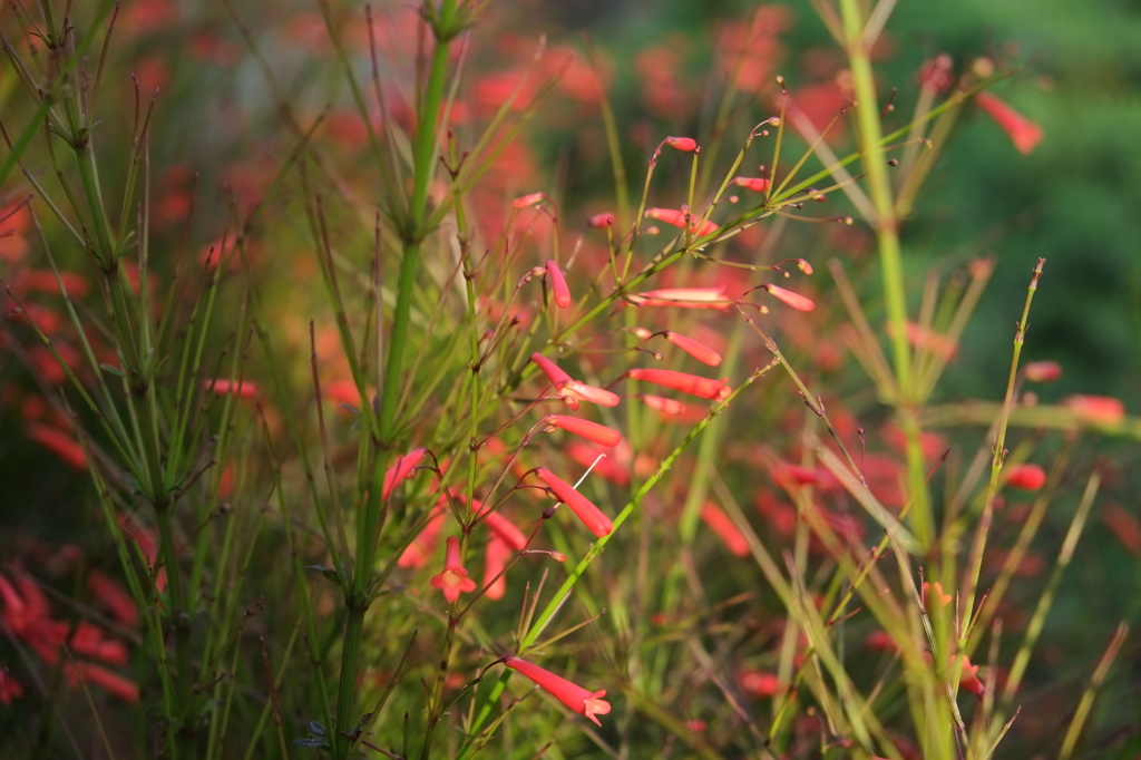 夕焼けを浴びる