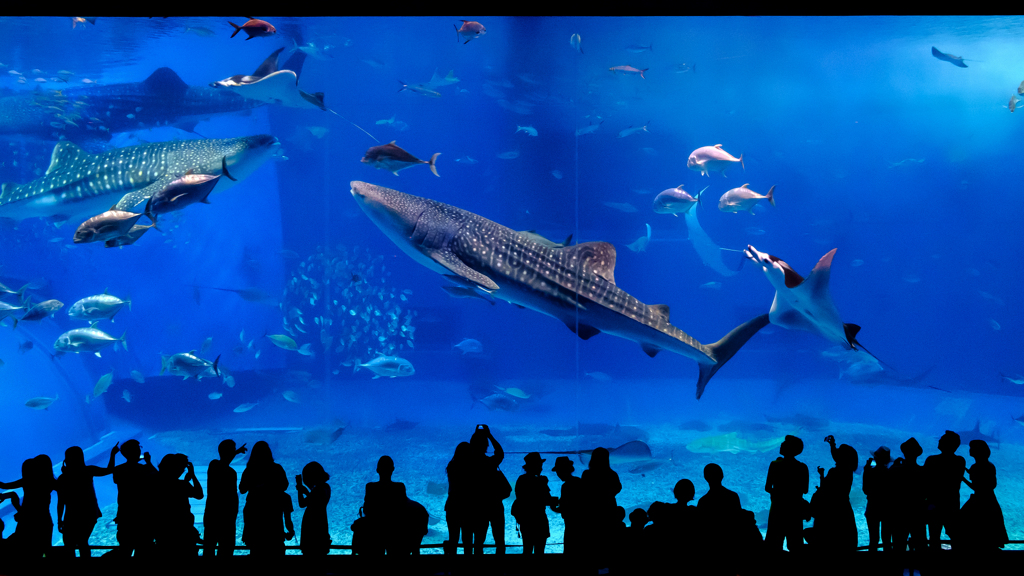 美ら海水族館　