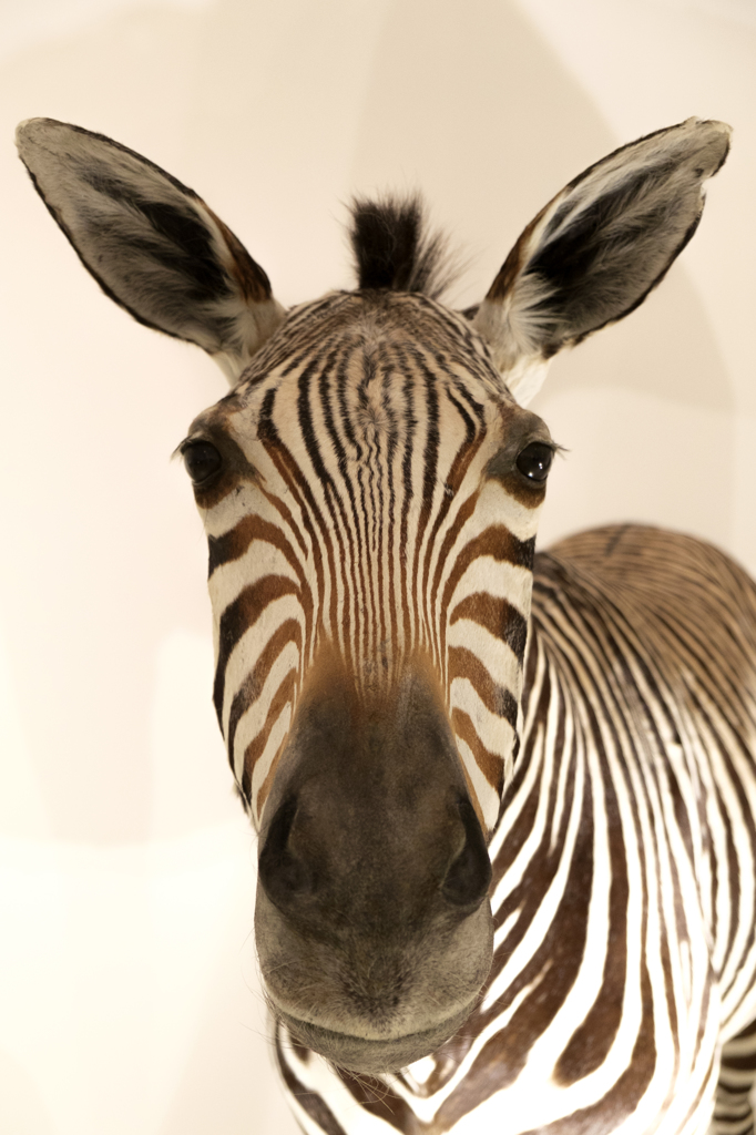 zebra
