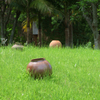 壺のある風景３