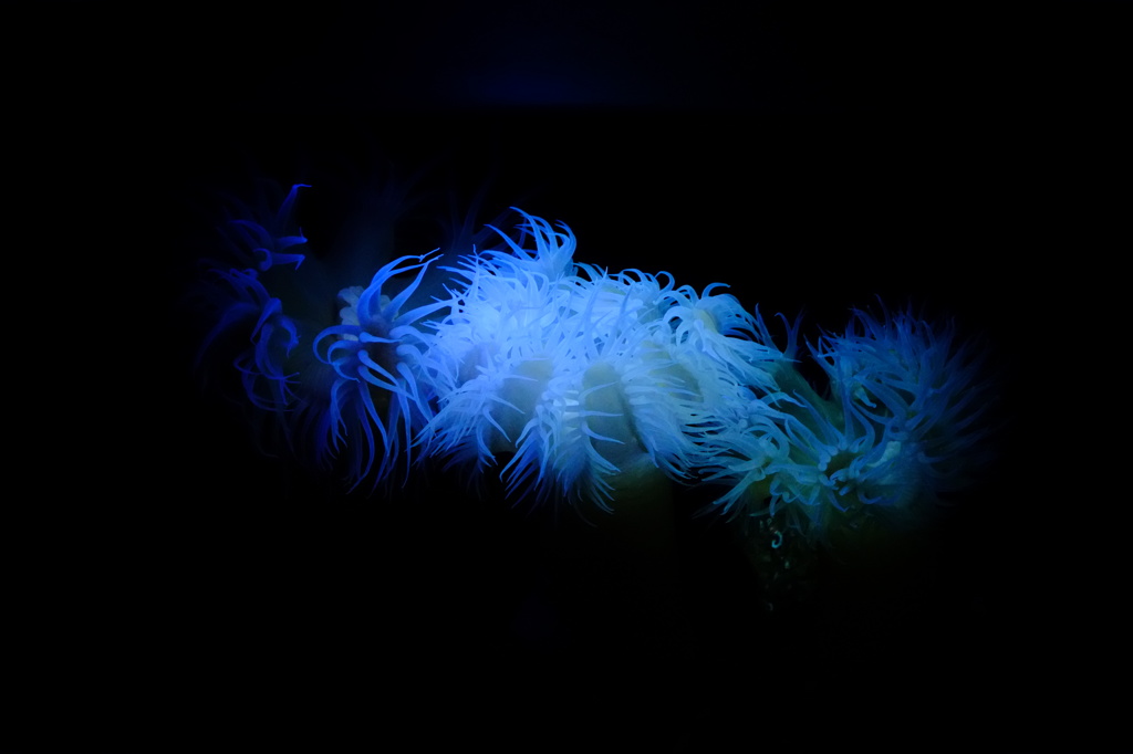 深海の花