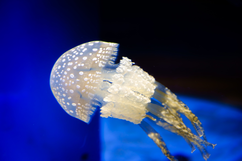 jellyfish