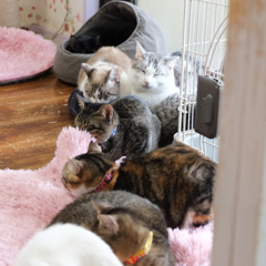 猫並び