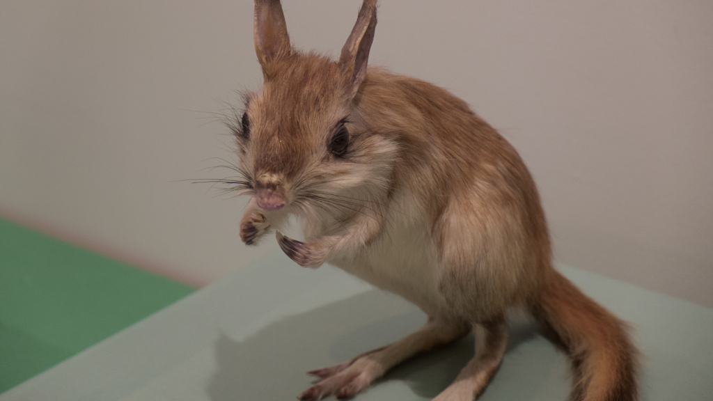 トビウサギ