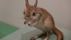 トビウサギ