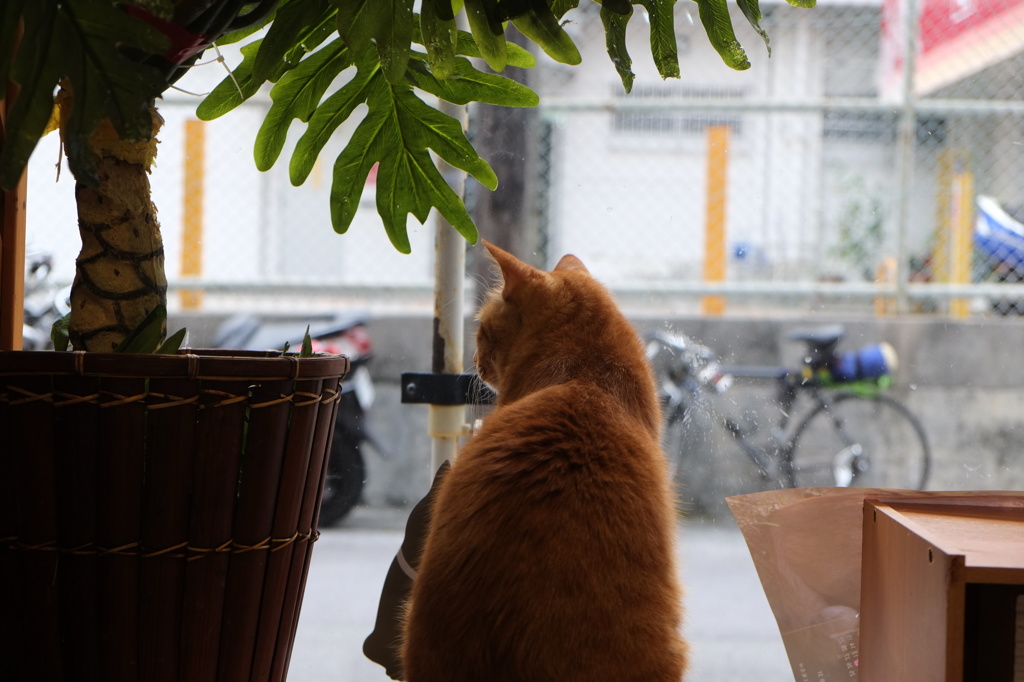 雨の窓辺