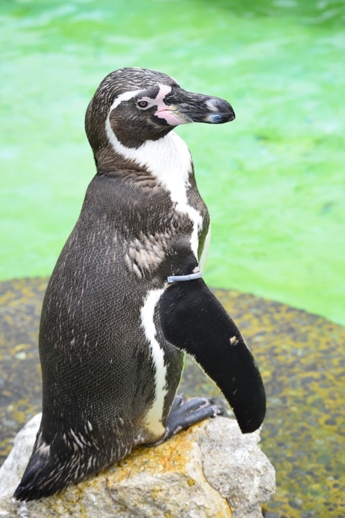 京都動物園2