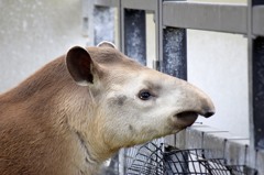 京都動物園3