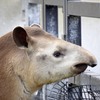 京都動物園3