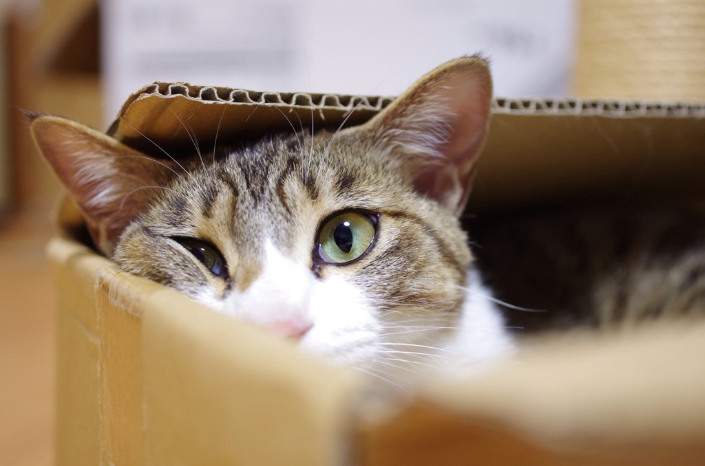 箱入りねこ