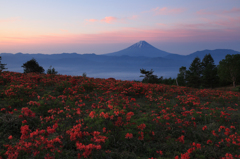 淡く 赤く