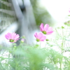 コスモス 淡く