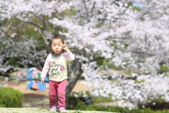 桜の散歩道