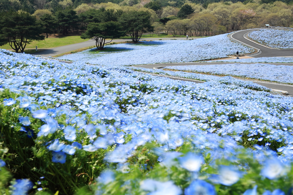 青の大地