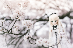 桜の木の精