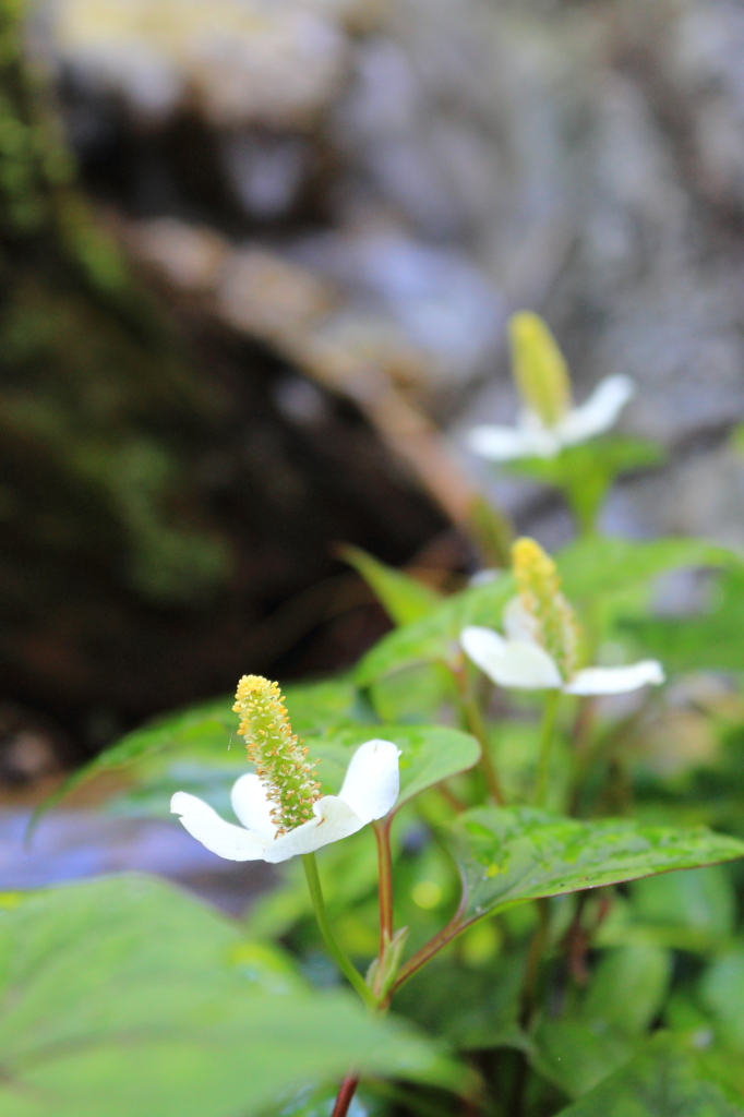 名前を調べてびっくり　ドクダミ・・・
