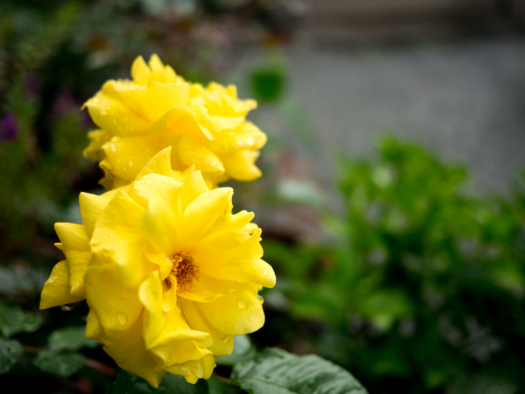 雨上がりの薔薇