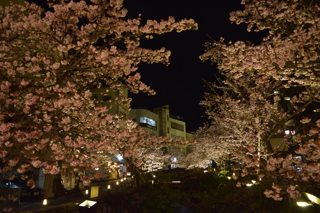 夜桜