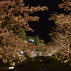 夜桜