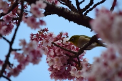 メジロと桜