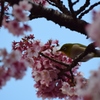 メジロと桜