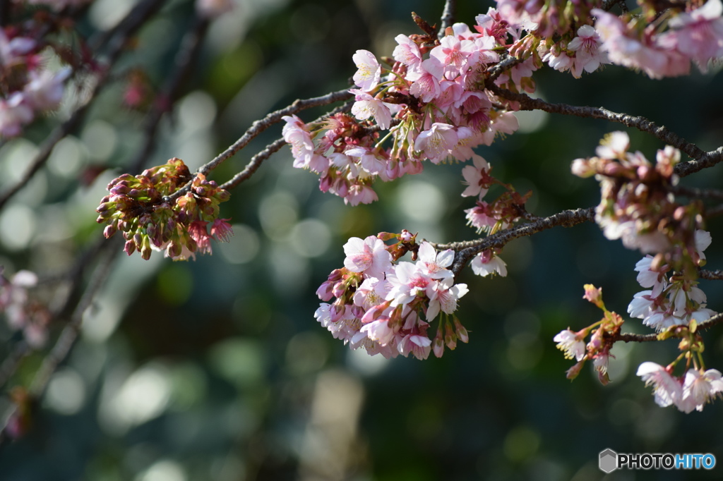 あたみ桜