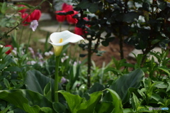 華麗