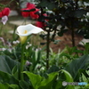 華麗