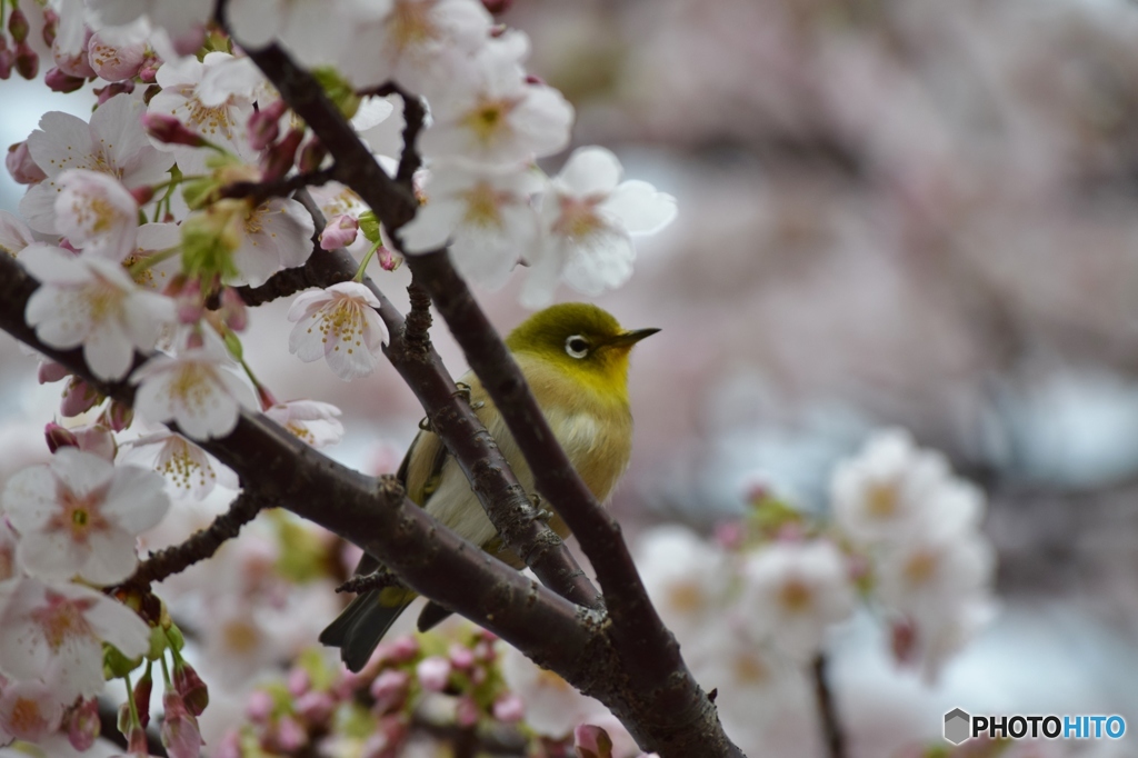 メジロと大島桜