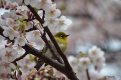 メジロと大島桜