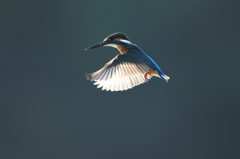 カワセミ