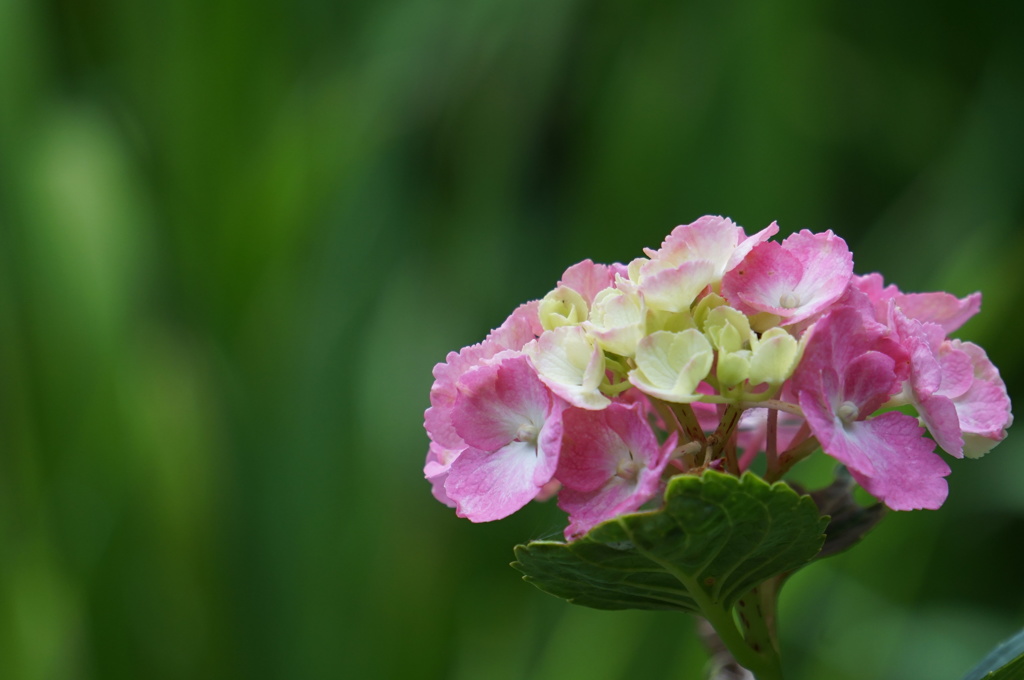 桃色紫陽花
