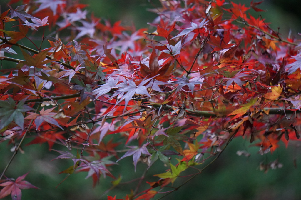 しっとりと…紅